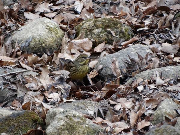 【2024年2月4日（日）開催！】桜ヶ丘公園『自然観察会』