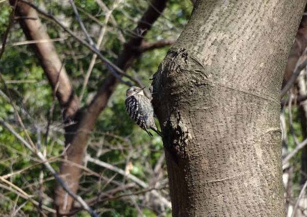 【2024年2月4日（日）開催！】桜ヶ丘公園『自然観察会』