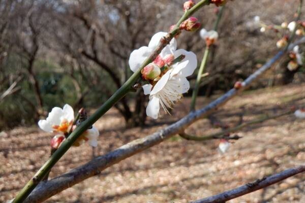 【2024年2月4日（日）開催！】桜ヶ丘公園『自然観察会』