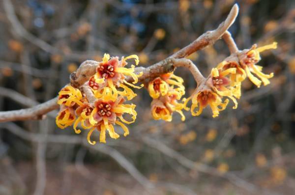 【2024年2月4日（日）開催！】桜ヶ丘公園『自然観察会』