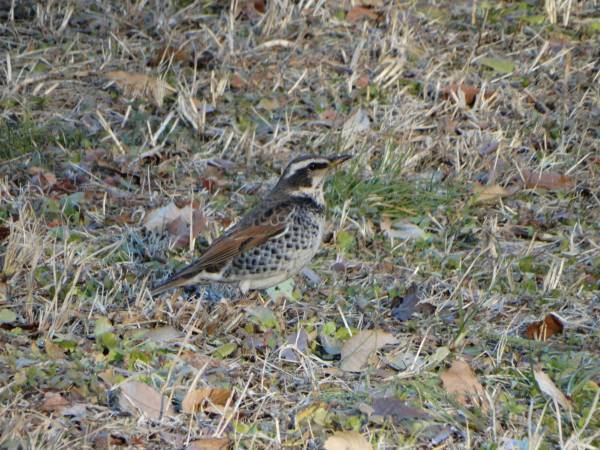 【2024年2月4日（日）開催！】桜ヶ丘公園『自然観察会』