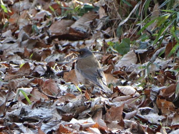 【2024年2月4日（日）開催！】桜ヶ丘公園『自然観察会』