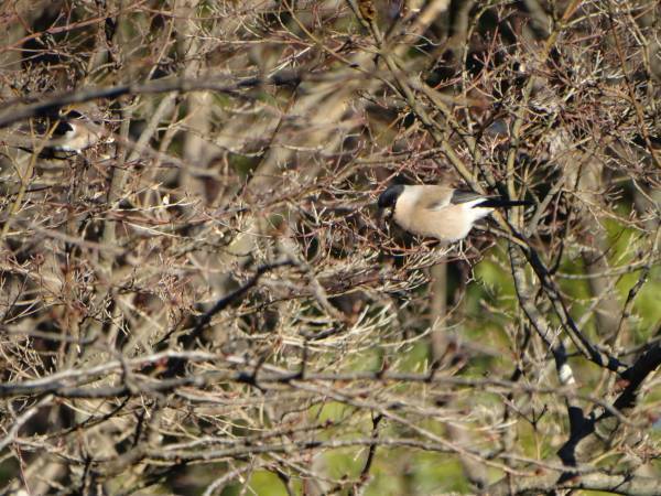 【2024年2月4日（日）開催！】桜ヶ丘公園『自然観察会』