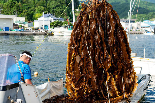 【新発売】＼いつものお料理をもっとおいしく／昆布の旨みがギュッと詰まった「旨み根昆布だし」【久世福商店】