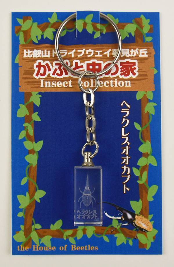 比叡山ドライブウェイの夏の風物詩 「かぶと虫の家」オープン