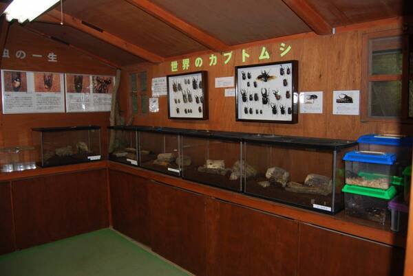 比叡山ドライブウェイの夏の風物詩 「かぶと虫の家」オープン