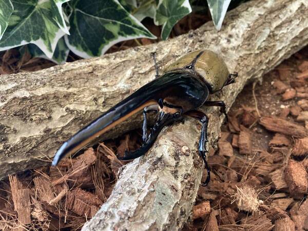 比叡山ドライブウェイの夏の風物詩 「かぶと虫の家」オープン