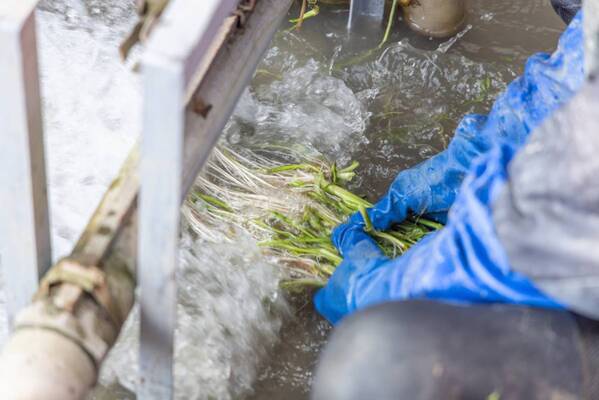 冬の味覚を堪能！「仙台せり」を使った料理を宮城一の坊グループの温泉リゾートで味わう
