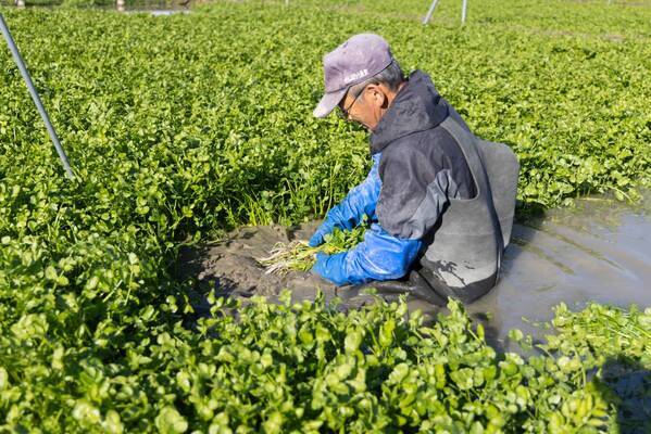 冬の味覚を堪能！「仙台せり」を使った料理を宮城一の坊グループの温泉リゾートで味わう