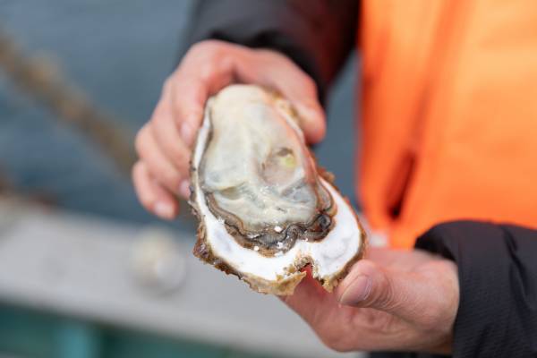 【宮城県・一の坊リゾート】安心、高品質な食材を求めて「Meet-Up TOHOKU ソト活 一の坊™️」宮城県雄勝湾・牡蠣生産者の成澤さんを訪ねました