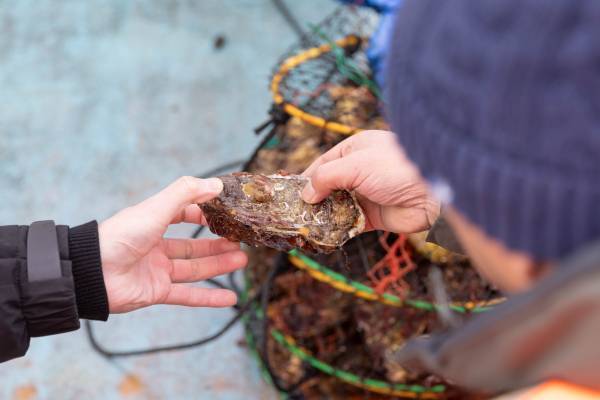 【宮城県・一の坊リゾート】安心、高品質な食材を求めて「Meet-Up TOHOKU ソト活 一の坊™️」宮城県雄勝湾・牡蠣生産者の成澤さんを訪ねました