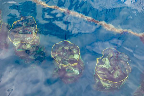 【宮城県・一の坊リゾート】安心、高品質な食材を求めて「Meet-Up TOHOKU ソト活 一の坊™️」宮城県雄勝湾・牡蠣生産者の成澤さんを訪ねました