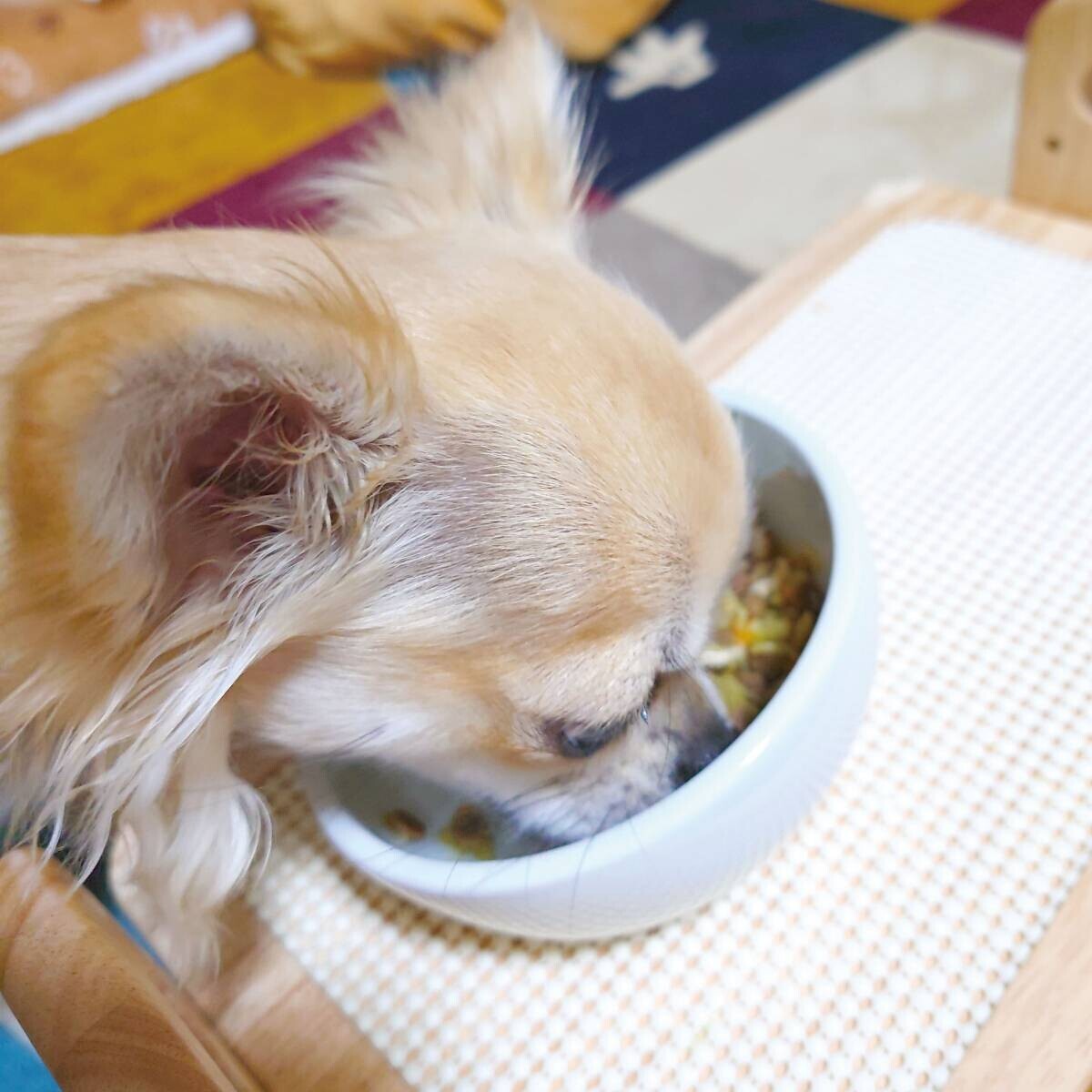 もぐもぐが止まらない！89％以上の愛犬が食いつきアップ【獣医師監修】素材の旨さをそのまま閉じ込めたフリーズドライのトッピング4月25日（木）に新発売！