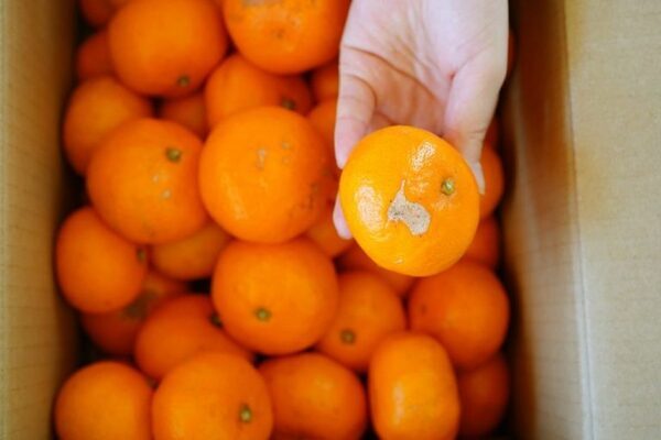 たびふくで今年最も売れたお取り寄せグルメは？！2023年のベストヒットを大発表！【旅する久世福e商店】