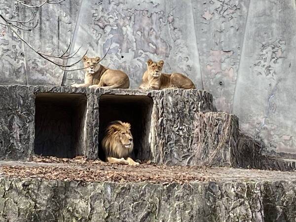 【広島ホームテレビ】「教えちゃうZOO！～ほのぼの動物園の楽しみ方～」いよいよ今週放送！