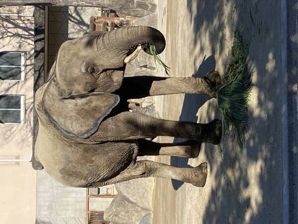 【広島ホームテレビ】「教えちゃうZOO！～ほのぼの動物園の楽しみ方～」いよいよ今週放送！