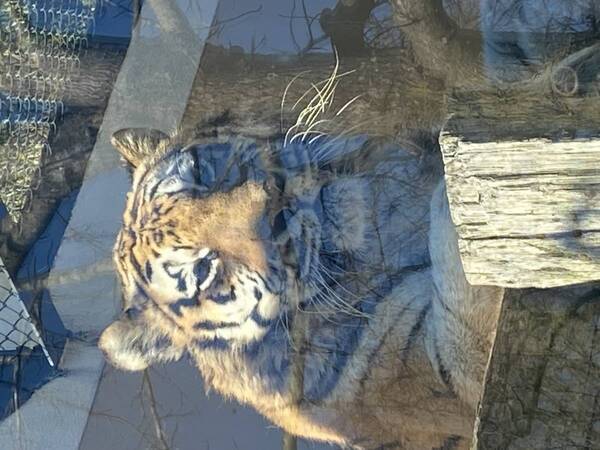 【広島ホームテレビ】「教えちゃうZOO！～ほのぼの動物園の楽しみ方～」いよいよ今週放送！