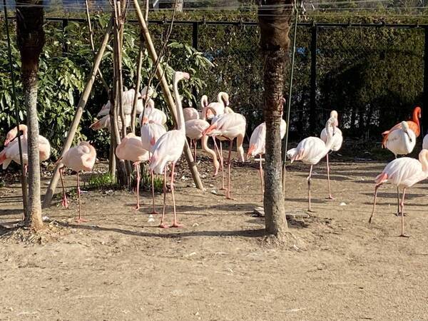 【広島ホームテレビ】「教えちゃうZOO！～ほのぼの動物園の楽しみ方～」いよいよ今週放送！