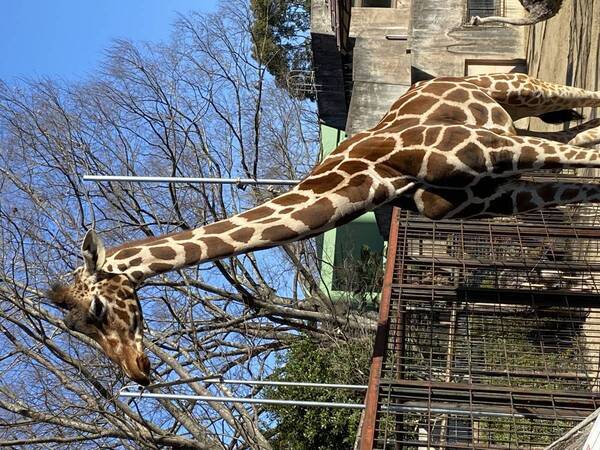 【広島ホームテレビ】「教えちゃうZOO！～ほのぼの動物園の楽しみ方～」いよいよ今週放送！