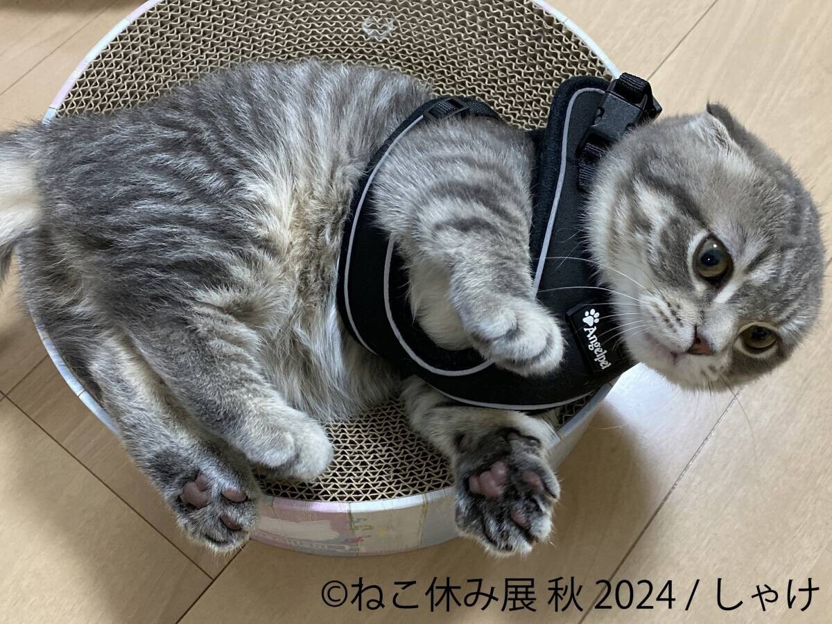 可愛い動物に癒されたい！動物×アート特集