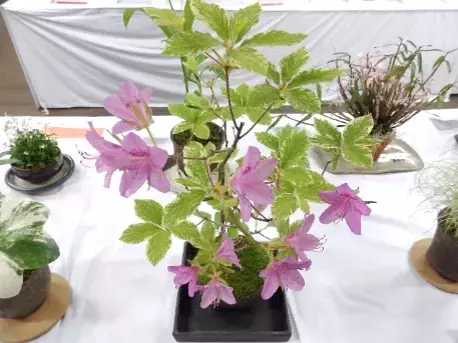 殿ヶ谷戸庭園で新緑を楽しむ特別イベント「ようこそ！初夏の別荘庭園へ」を開催！