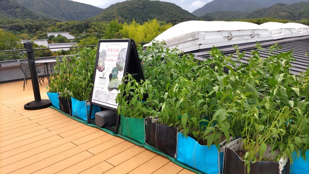 嵐電沿線フジバカマプロジェクト 源氏物語にも登場するフジバカマが開花時期を迎えます