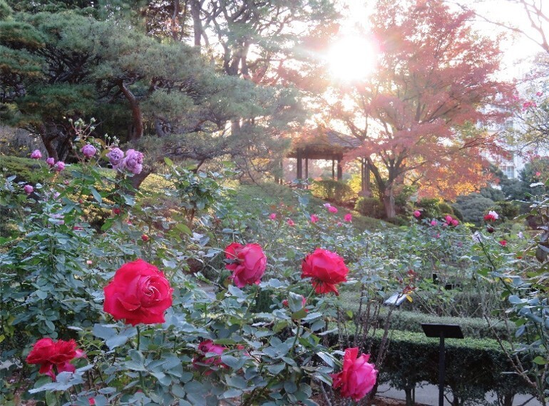 旧古河庭園 ≪彩り鮮やかな秋の庭≫「紅葉とバラ、和と洋の秋」を11/9（土）から開催