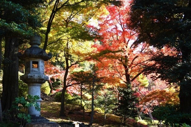 旧古河庭園 ≪彩り鮮やかな秋の庭≫「紅葉とバラ、和と洋の秋」を11/9（土）から開催