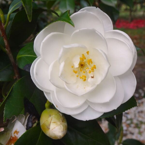 【神代植物公園】「椿ウィーク」～時代を超えて受け継がれる美しさ～明日（3/9）より開催します。