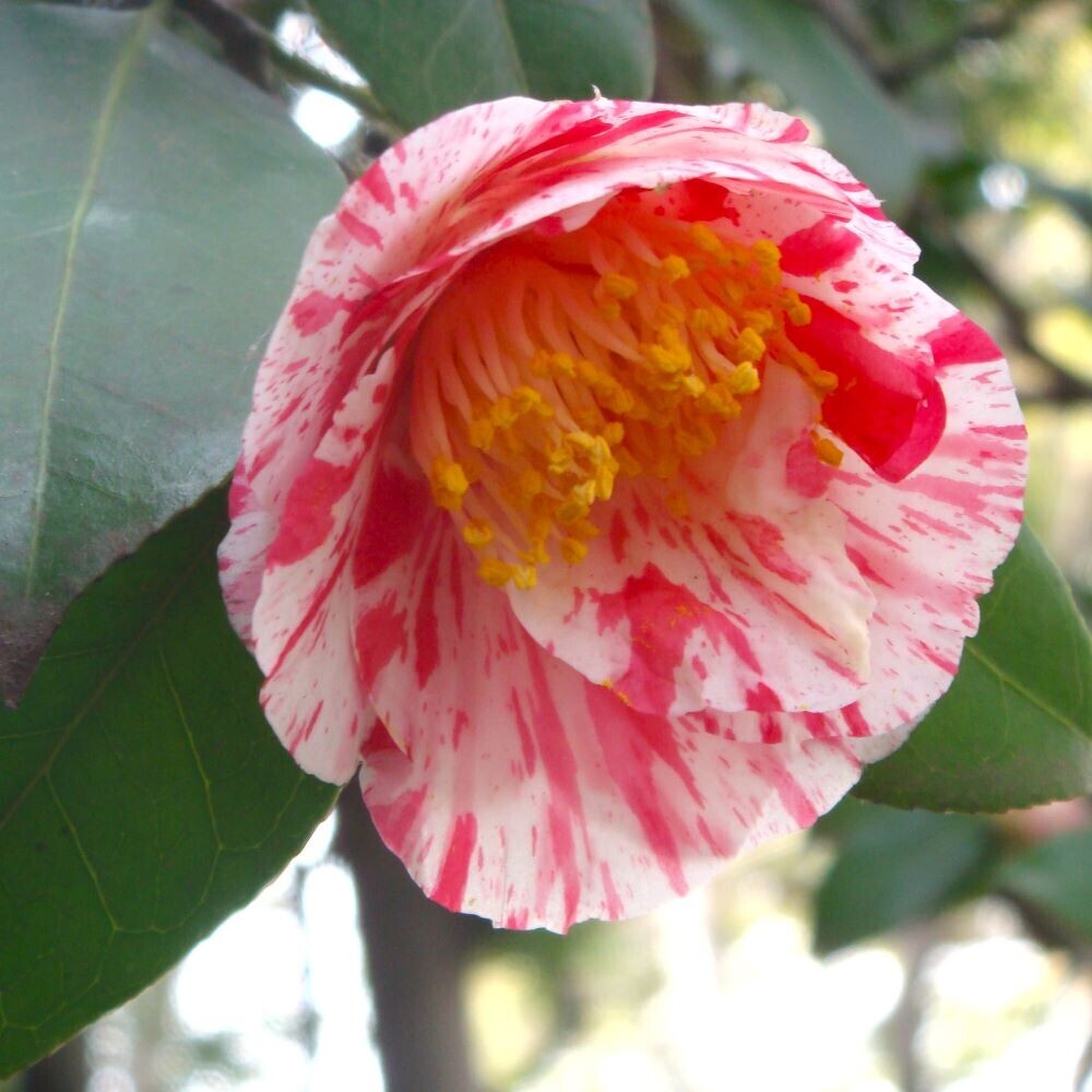 【神代植物公園】「椿ウィーク」～時代を超えて受け継がれる美しさ～明日（3/9）より開催します。