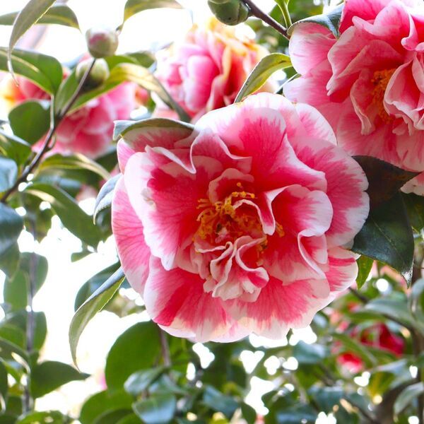 【神代植物公園】「椿ウィーク」～時代を超えて受け継がれる美しさ～明日（3/9）より開催します。