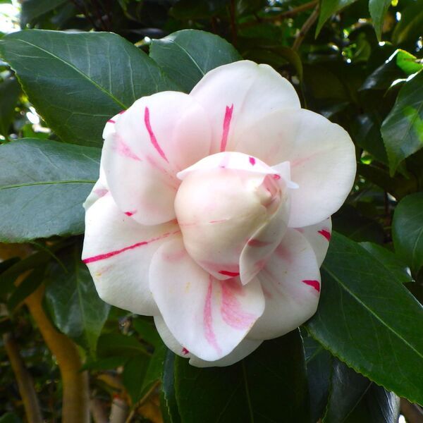 【神代植物公園】「椿ウィーク」～時代を超えて受け継がれる美しさ～明日（3/9）より開催します。