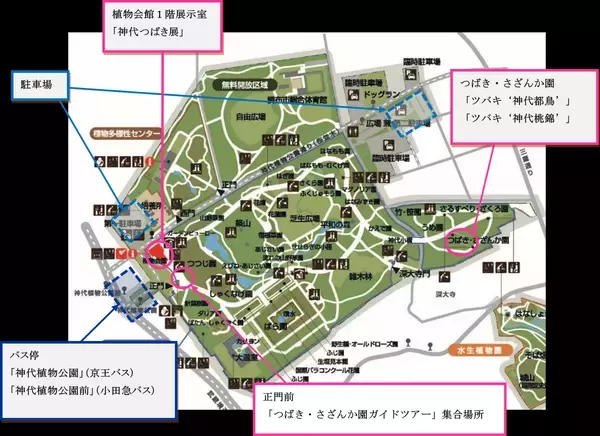 【神代植物公園】「椿ウィーク」～時代を超えて受け継がれる美しさ～明日（3/9）より開催します。