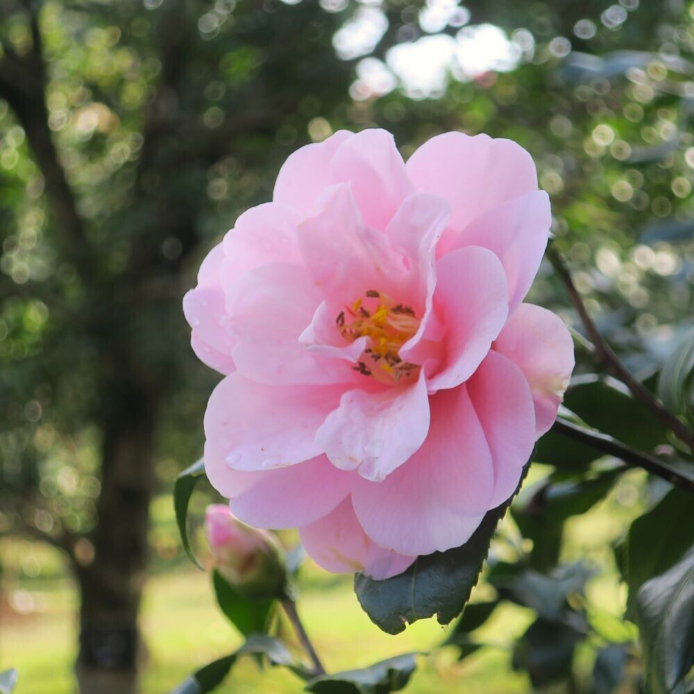 【神代植物公園】「椿ウィーク」～時代を超えて受け継がれる美しさ～明日（3/9）より開催します。