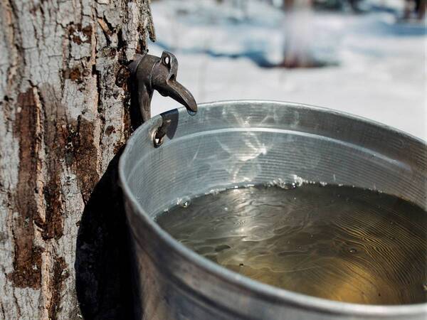 世はお菓子缶戦国時代！！はちみつ・メープルメーカー直営「パティスリーQBG」が自然の恵みあふれる本格クッキー缶でついに参戦！