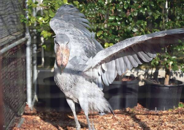 松江の“アイドルハシビロコウ”フドウの魅力に迫る『ハシビロコウのフドウ PHOTOBOOK』3月19日刊行