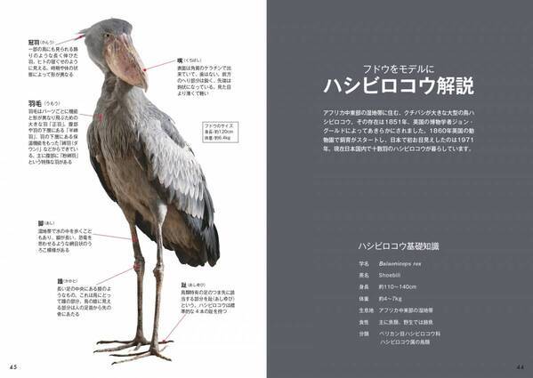 松江の“アイドルハシビロコウ”フドウの魅力に迫る『ハシビロコウのフドウ PHOTOBOOK』3月19日刊行