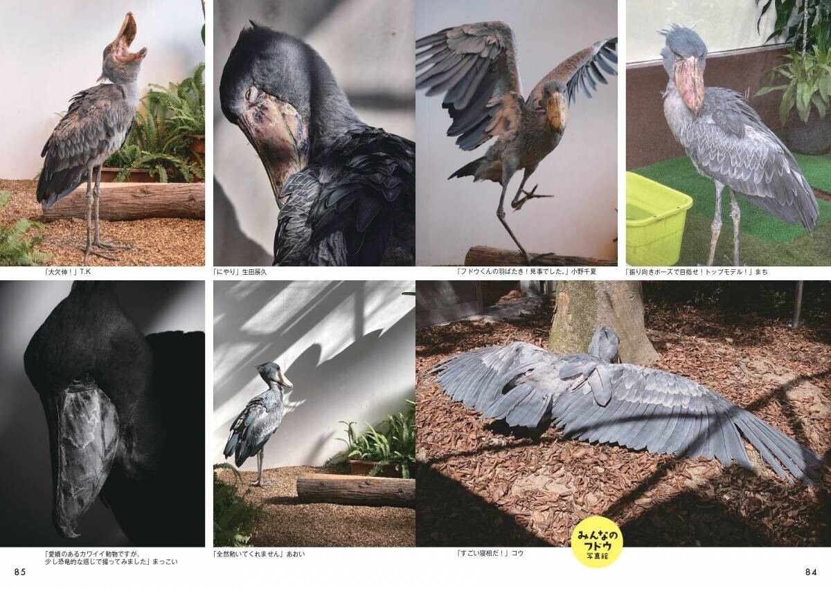 松江の“アイドルハシビロコウ”フドウの魅力に迫る『ハシビロコウのフドウ PHOTOBOOK』3月19日刊行