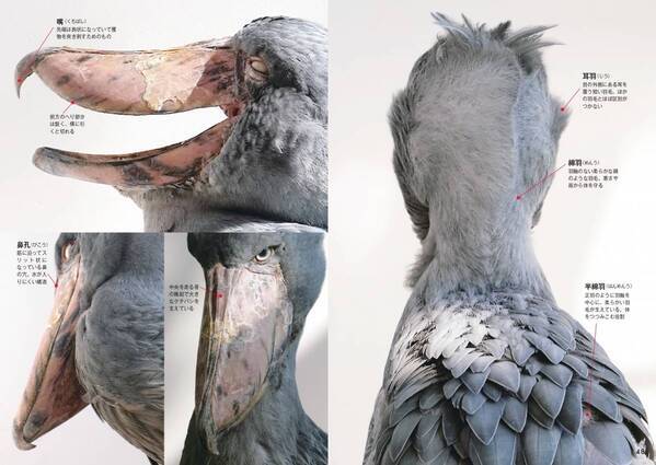 松江の“アイドルハシビロコウ”フドウの魅力に迫る『ハシビロコウのフドウ PHOTOBOOK』3月19日刊行