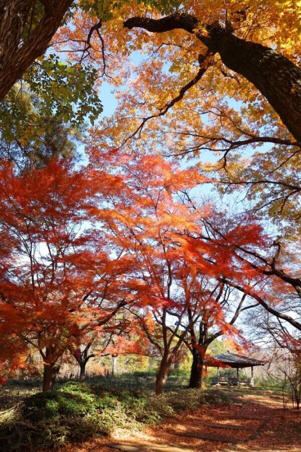 自然に囲まれた広場で贅沢な休日！神代植物公園「芝生でピクニック」11月23日(土)開催