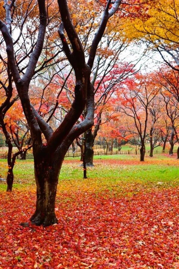 自然に囲まれた広場で贅沢な休日！神代植物公園「芝生でピクニック」11月23日(土)開催