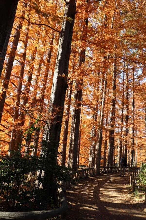 自然に囲まれた広場で贅沢な休日！神代植物公園「芝生でピクニック」11月23日(土)開催