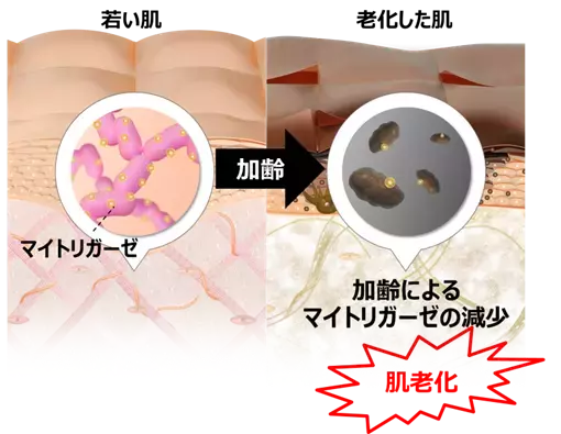 若返りの鍵「マイトリガーゼ」と肌老化の関係を多角的に解明