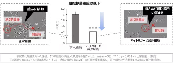 若返りの鍵「マイトリガーゼ」と肌老化の関係を多角的に解明