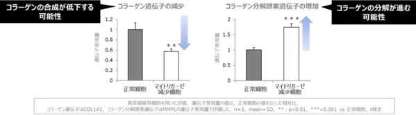 若返りの鍵「マイトリガーゼ」と肌老化の関係を多角的に解明