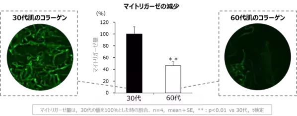 若返りの鍵「マイトリガーゼ」と肌老化の関係を多角的に解明