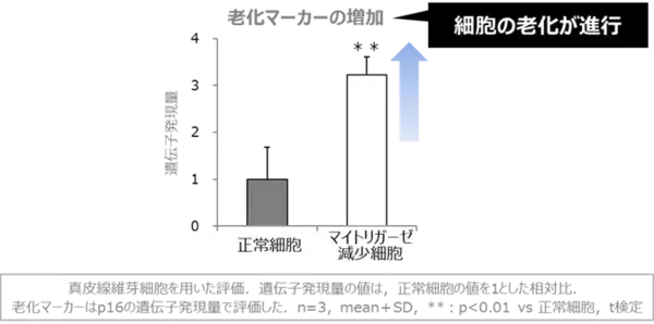 若返りの鍵「マイトリガーゼ」と肌老化の関係を多角的に解明