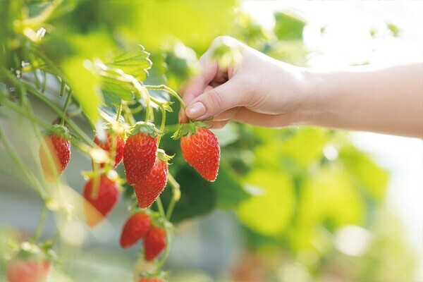 大江戸温泉物語グループ 中部エリアのホテル・宿 「冬のおでかけスポット」特集ページを公開
