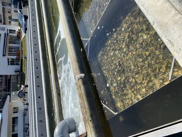 【広島ホームテレビ】日本唯一の方法でカキの養殖を追求する生産者に密着