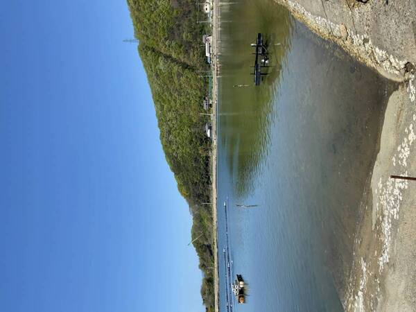 【広島ホームテレビ】日本唯一の方法でカキの養殖を追求する生産者に密着